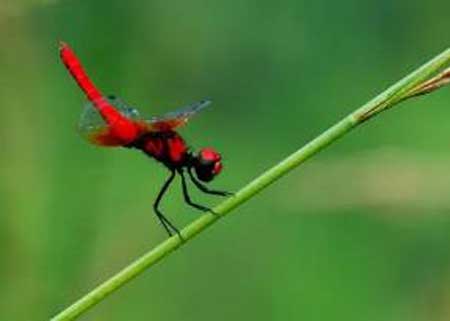 世界上最小的蜻蜓,体型和蚊子差不多大小