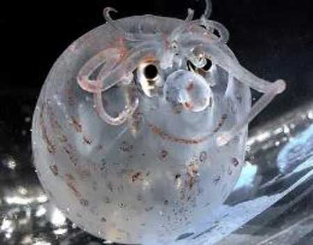 世界上最可爱的章鱼,长的像猪一样的章鱼
