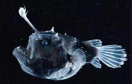 世界上最丑的鱼,不仅长相难看交配方式还恐怖