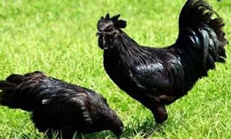 世界上最贵的鸡,被誉为鸡中的兰博基尼