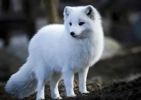 世界上最漂亮的狐狸,洁白如雪的北极狐