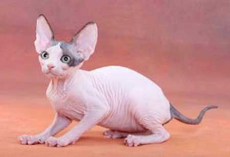 世界上最丑的猫,宠物猫中的新贵斯芬克斯猫