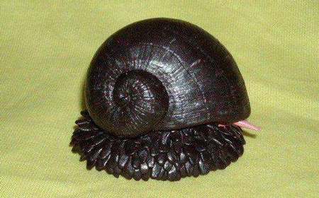 世界上最坚硬的蜗牛,鳞角腹足蜗牛子弹都无法打穿!