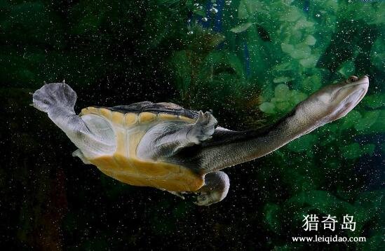 世界上脖子最长的乌龟，蛇颈龟(脖子最长30cm)