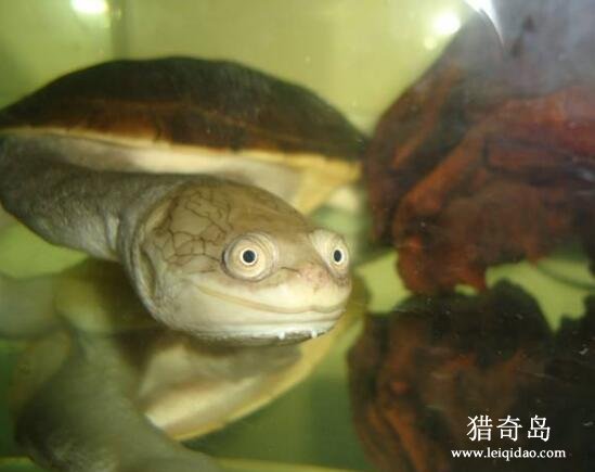 世界上脖子最长的乌龟，蛇颈龟(脖子最长30cm)