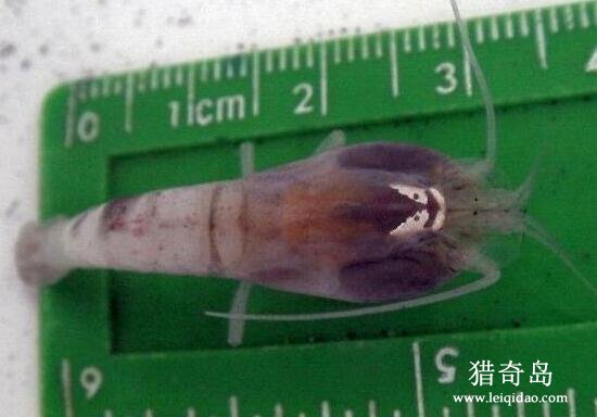 世界上最神奇的虾类，白色盲虾(在450℃的水中生存)