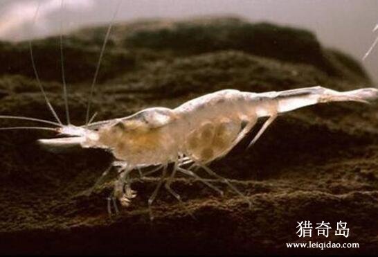 世界上最神奇的虾类，白色盲虾(在450℃的水中生存)