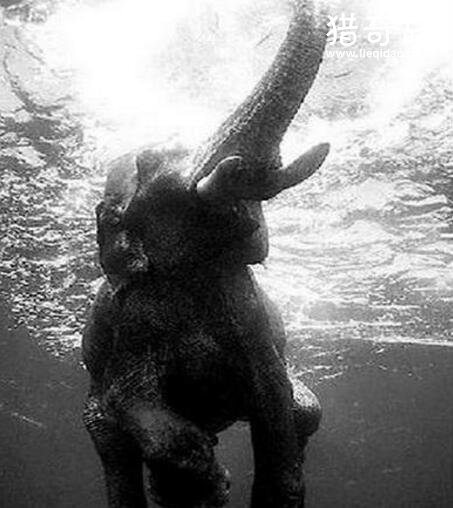 探索尼斯湖水怪真相，世纪之怪真面目竟是大象