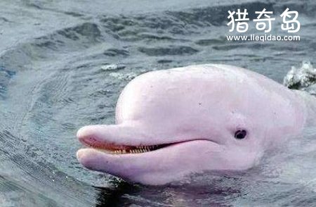粉红瓶鼻海豚,身体,粉红色,世界上最美,海豚