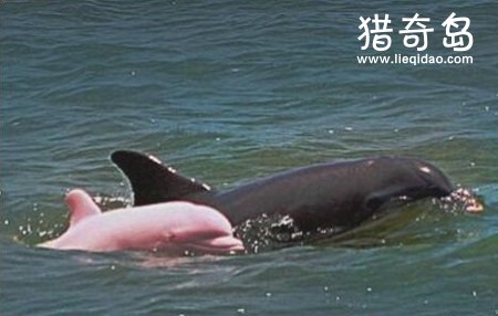 粉红瓶鼻海豚,身体,粉红色,世界上最美,海豚