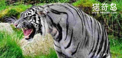 黑蓝虎灭绝了吗，疑似在世界上消失匿迹(传说动物)