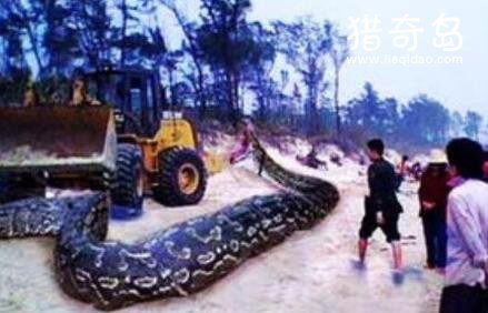贵州大蛇