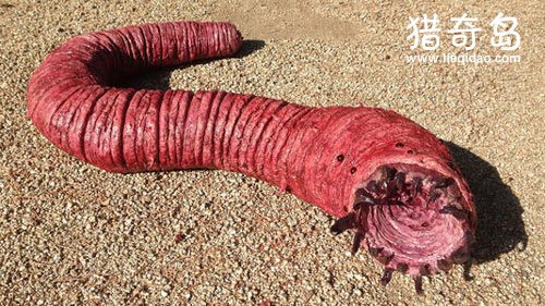 蒙古死亡蠕虫是什么？蒙古死亡蠕虫探索与研究