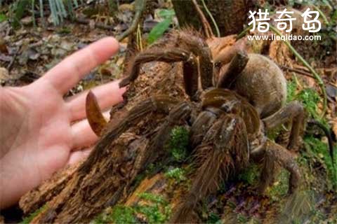 盘点七大超巨型生物，巨蜘蛛竟然能够吃人