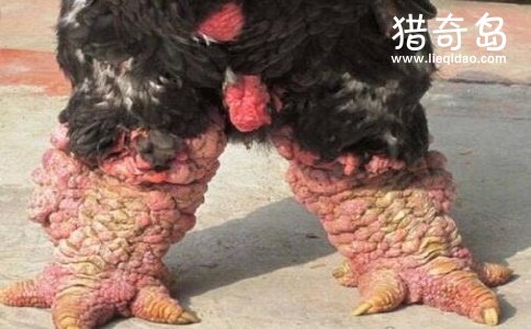 世界上最大的鸡爪，越南东涛鸡(一对鸡爪就要上千元)