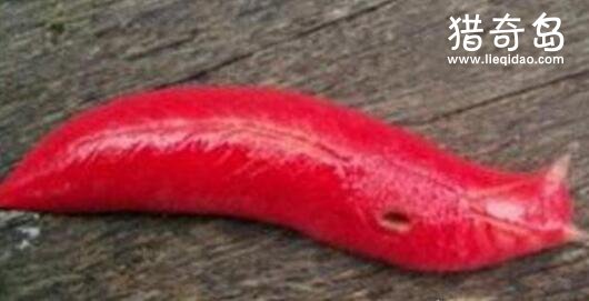 世界上最大的巨型鼻涕虫图片，巨型粉红鼻涕虫长达20厘米